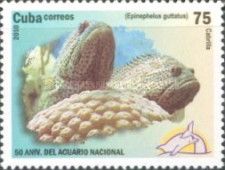 Red Hind (Epinephelus guttatus)