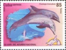 Common Bottlenose Dolphin (Tursiops truncatus)