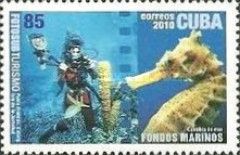 Tube Sponge, Sea Horse, Diver