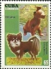 Chihuahua (Canis lupus familiaris), Jug of Colima, Mexico