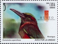 Turquoise-browed Motmot (Eumomota superciliosa)