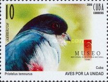 Cuban Trogon (Priotelus temnurus)