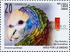 Saint Vincent Amazon (Amazona guildingii)