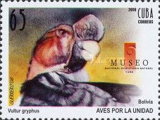 Andean Condor (Vultur gryphus)