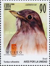 Rufous-bellied Thrush (Turdus rufiventris)