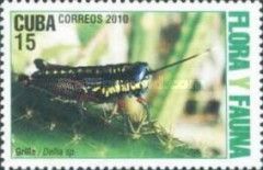 Grasshopper Larva