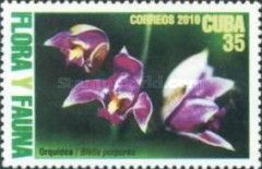 Bletia purpurea