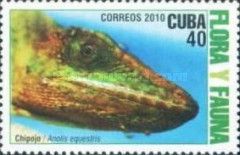 Knight Anole (Anolis equestris)