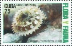 Land Snail (Priotrochatella stellata)