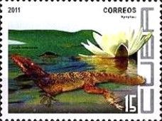 Vinales Anole (Anolis vermiculatus)