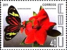 Butterfly (Lycorea ceres demeter), Helena's Blush (Euphorbia