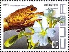 Cuban Tree Frog (Osteopilus septentrionalis) + Frangipani