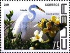 Great Egret (Ardea alba), Black Mangrove (Avicennia germinan