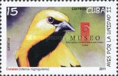 Yellow Oriole (Icterus nigrogularis)