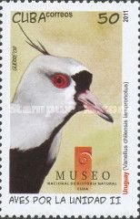 Southern Lapwing (Vanellus chilensis)