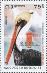 Brown Pelican (Pelecanus occidentalis)