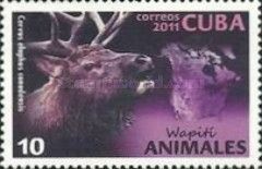 Wapiti (Cervus elaphus canadensis)
