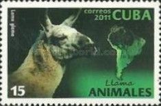 Lama (Lama glama)