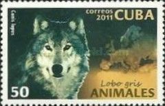 Wolf (Canis lupus)