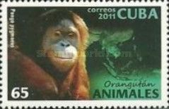 Bornean Orangutan (Pongo pygmaeus)