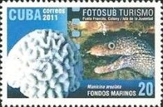 Manicina areolata (großpolypige Steinkoralle), Muräne