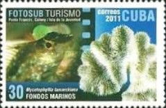 Fisch, Mycetophyllia lamarckiana (Steinkoralle)