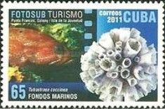 Fisch, Tubastraea coccinea (Sonnenkoralle)
