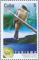 Cuban Peewee (Contopus caribaeus); Hanabanilla, Villa Clara