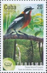 Western Spindalis (Spindalis zena)