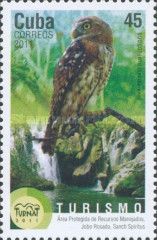 Bare-legged Owl (Margarobyas lawrencii)