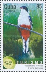 Cuban Trogon (Priotelus temnurus)