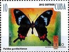 Cuban Cattleheart (Parides gundlachianus)