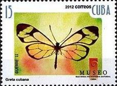 Cuban Clearwing (Greta cubana)
