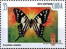 Cuban Kite-Swallowtail (Eurytides celadon)