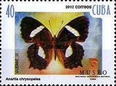 Cuban Peacock (Anartia chrysopelea)