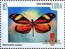 Cuban Dismorphia (Dismorphia cubana)