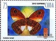 Israel's Calisto (Calisto israeli)