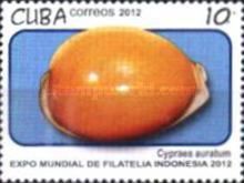 Cypraea auratum