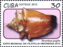 West Indian Fighting Conch (Strombus pugilis)