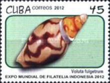 Lightning Volute (Voluta fulgetrum)