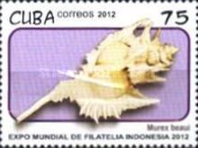Murex beaui
