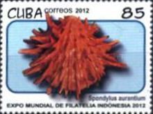 Spondylus aurantium
