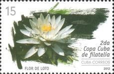 Flor de loto (lotus flower)