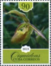 Paphiopedilum