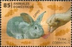 Rabbit