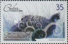 Grey Peacock-pheasant (Polyplectron bicalcaratum)
