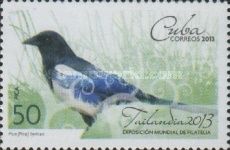 Oriental Magpie (Pica pica sericea)