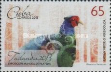 Green Pheasant (Phasianus versicolor)