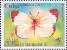 Cuban Yellow (Eurema amelia)