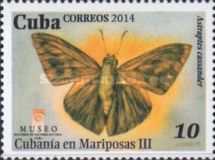 Cuban Flasher (Astraptes cassander)